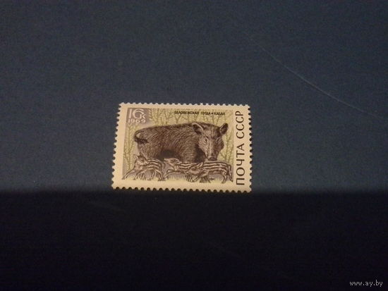 СССР 1969 кабан