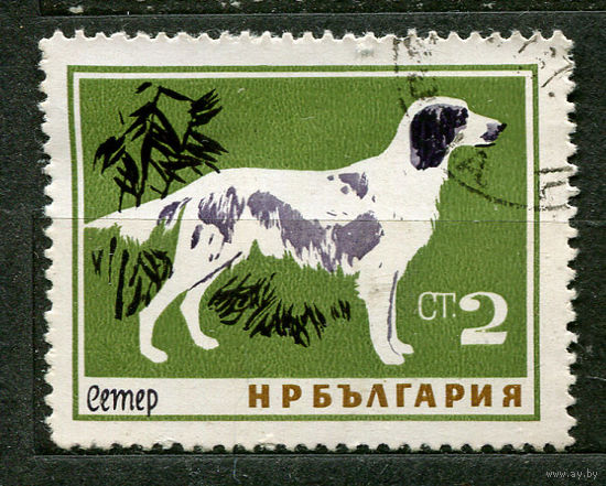 Собаки. Английский сеттер. Болгария. 1964