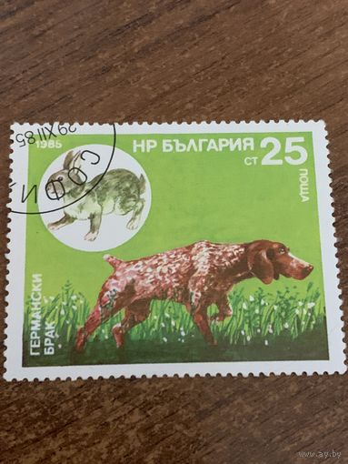 Болгария 1985. Охотничьи собаки. Германский Брак. Марка из серии