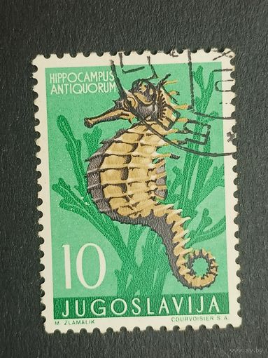 Югославия 1956. Местная фауна – морская жизнь