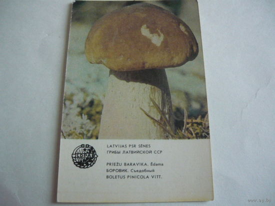 Календарик. ГРИБЫ  Лат.ССР.