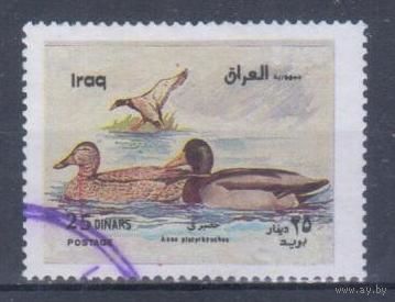[2440] Ирак 2000. Фауна.Птицы.Утки.Кряква. Гашеная марка.