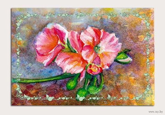 Открытка. Флора. Комнатные цветы. Пеларгония 2. Герань. Худож. А.Радченко (чистая)