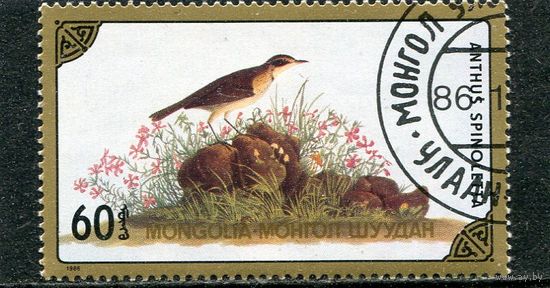 Монголия. Горный конек