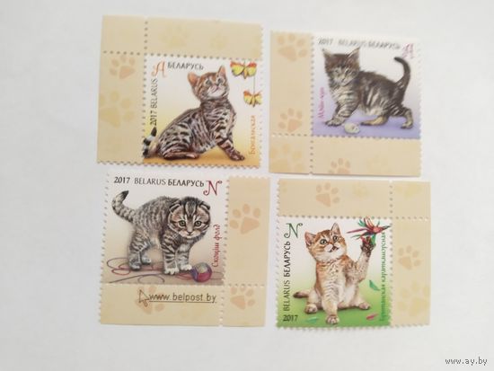 Беларусь  2017  4 м  котята