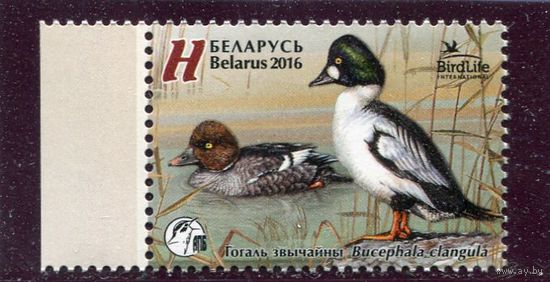 Беларусь 2016. Птица года. Гоголь обыкновенный