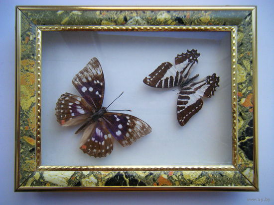 Две коллекционная бабочки. 20см.х16см.