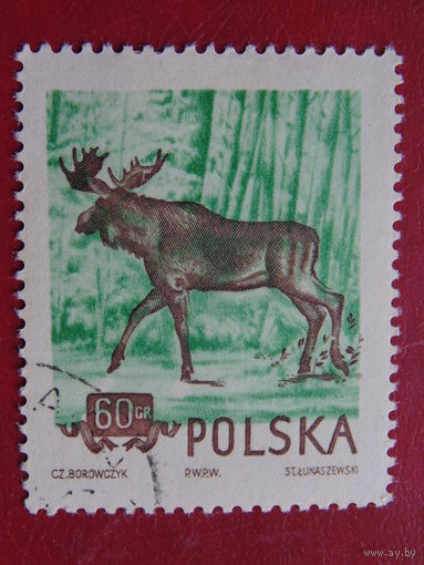 Польша 1954 г. Лось.