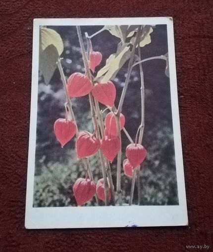 Открытка "Физалис" подписанная 1965г. фото  И. М. Шагина