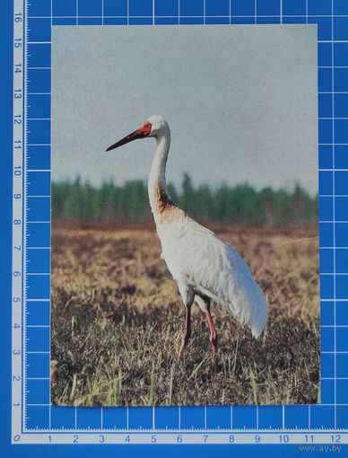 Открытка 1988 год. "Стерх". Фото Э. Назарова.