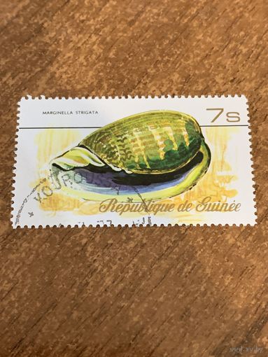 Гвинея 1977. Ракушки. Marginella Strigata. Марка из серии