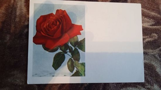 ОТКРЫТКА.РОЗА.фото ВЕЙСКАТА ЛАТВИЯ.РИГА ТИРАЖ 100.00.1960Г