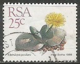 ЮАР. Растение. Хлиридонсис. 1988г. Mi#750.