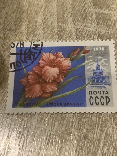 СССР 1978. Гладиолус Москвичка. Марка из серии