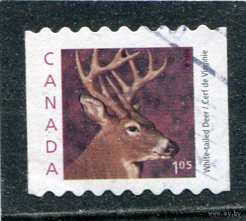 Канада. Фауна. Белохвостый олень