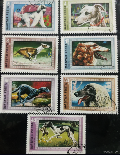 Фауна. Собаки. Венгрия. 1972г. Полная серия.