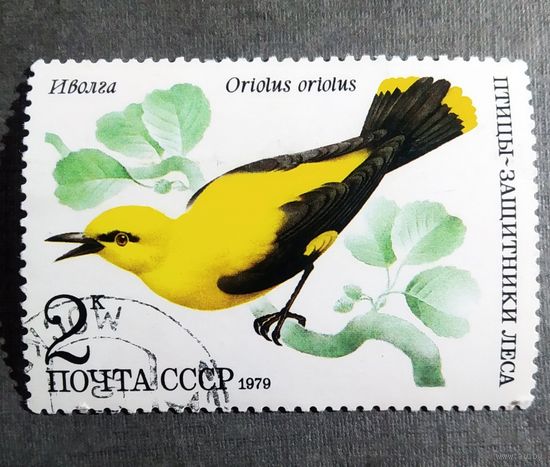 Марка СССР 1979 год Птицы