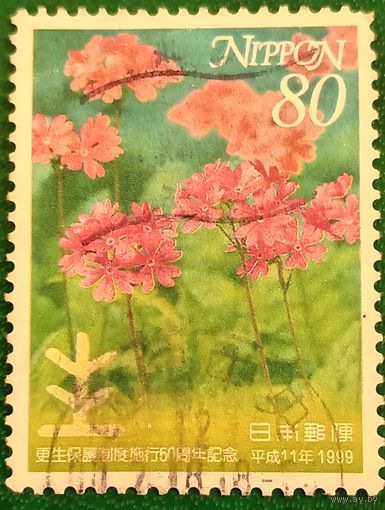 Япония 1 июля 1999. Розовые цветы Примулы Зибольда