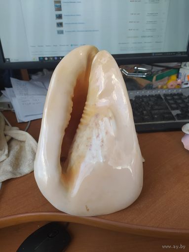 Морская раковина.