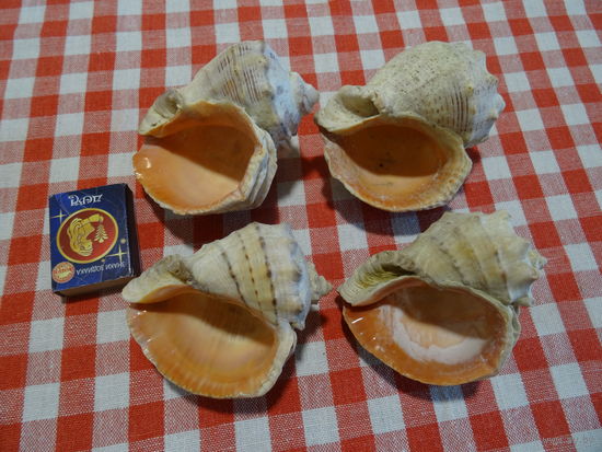 Ракушки рапана для аквариума