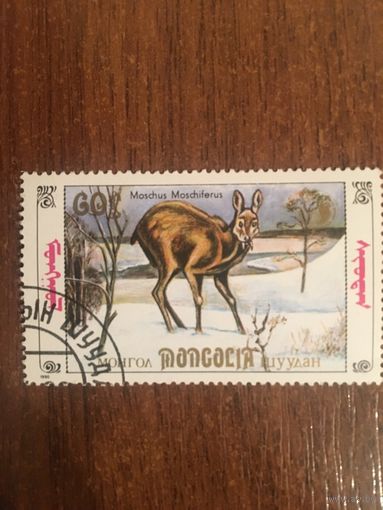 Монголия 1990. Фауна. Moschus Moschiferus