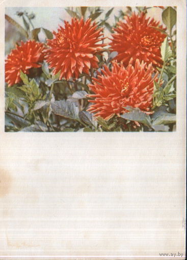 Чистая открытка 1964г. "Георгины" фото П. Смоляков
