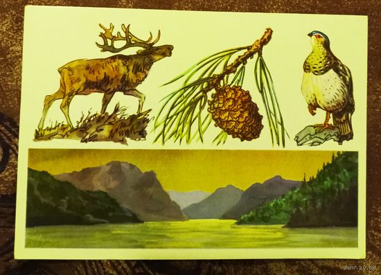 Открытка "Алтайский  заповедник"