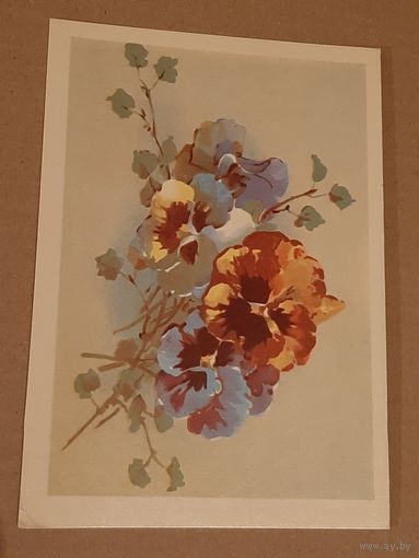 Открытка Цветок Анютины Глазки Эстония Таллин Тип. Октообер 1970 г. Чистая