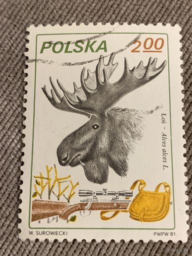 Польша 1981. Охота. Лось. Марка из серии