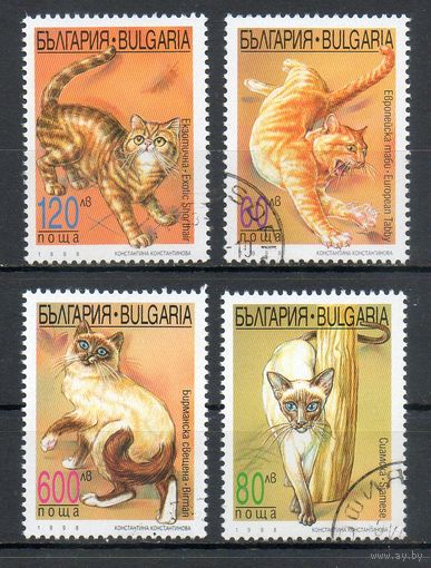 Кошки Болгария 1998 год серия из 4-х марок