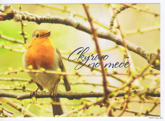 Открытка Россия. Скучаю по тебе.Фауна.Птицы.