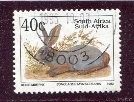 ЮАР. Фауна. Заяц