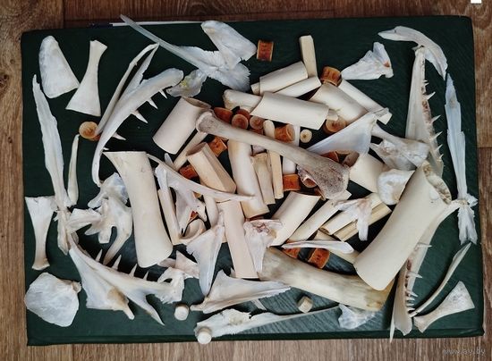 Заготовки для изделий-натуральная кость (рыб, животных, птиц).