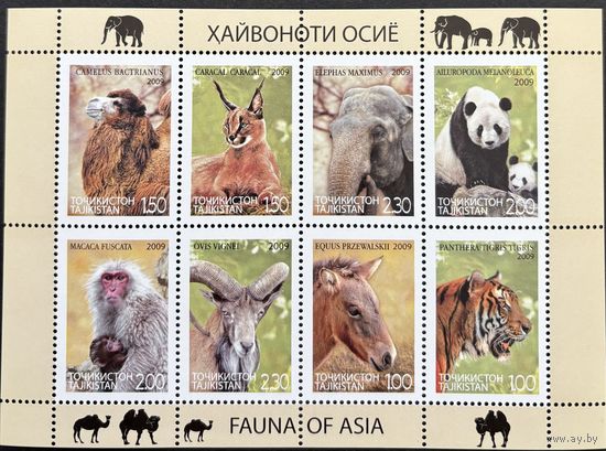 Таджикистан 2009  . Фауна . животные. Малый Лист