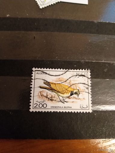 Алжир фауна птица дорогая (5-2)