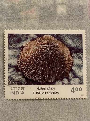 Индия 2001. Fungia Horrida