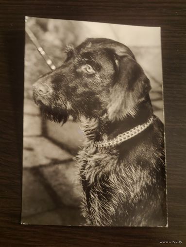 Открытка,фото,собака,иностранная