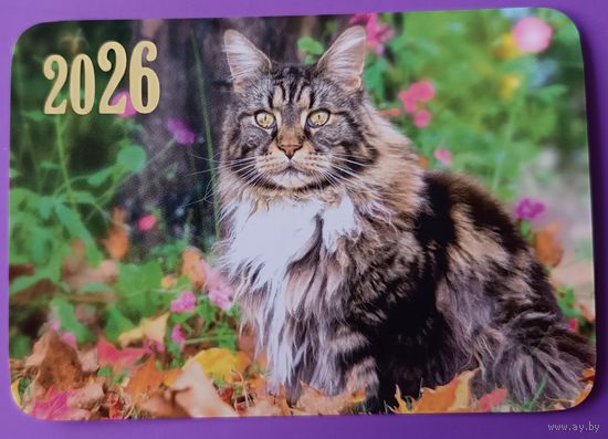 Кот. Календарик, 2026