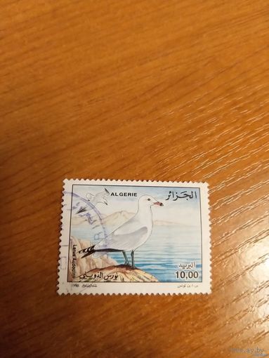 1998 Алжир фауна птица (4-6)