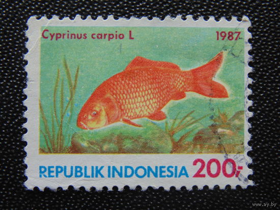 Индонезия 1987 г. Морская фауна.