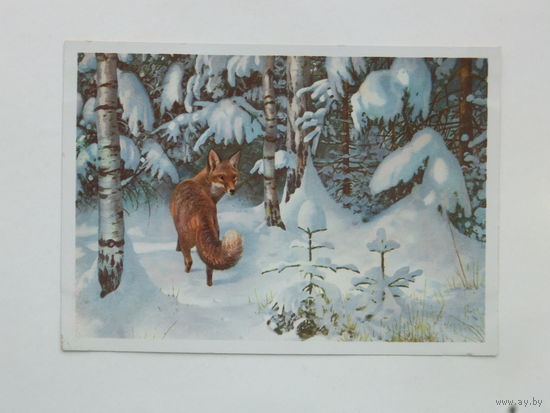 Открытка Германия лиса 1970-е 10х15 см