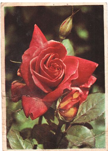 Почтовая карточка СССР 1959, подписана
