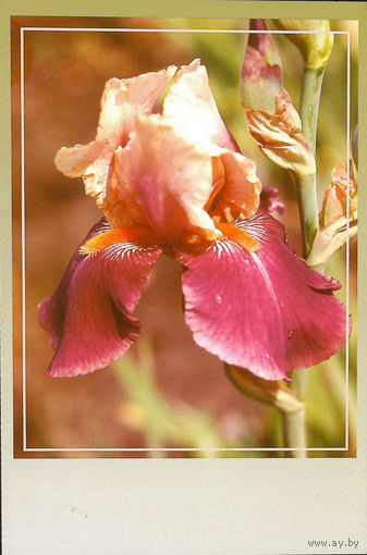 Почтовая карточка "Ирис Вино и розы"