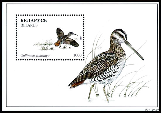 1996 БЕЛАРУСЬ  блок коллекционных марок Обыкн. бекас   MNH