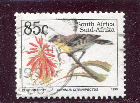 ЮАР. Фауна. Птицы. Лимоногрудная канарейка