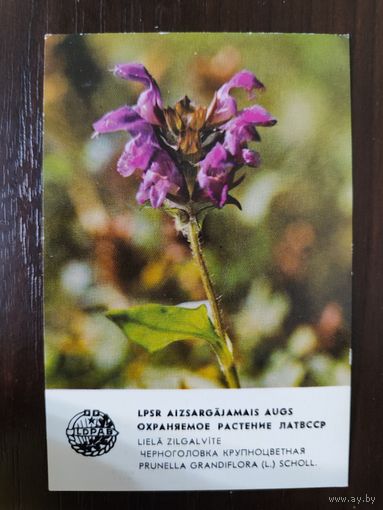 Календарик Прибалтика Черноголовка