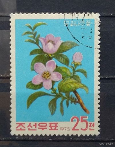 КНДР.1975.Цветы фруктовых деревьев, китайская айва (1 марка)