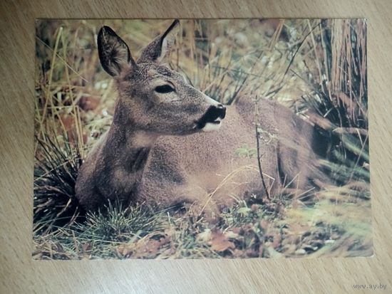 Открытка. Косуля. Фото Киенко. 1986 год.
