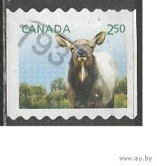 Канада. Детёныши дикой природы. 2014г. Mi#2886.