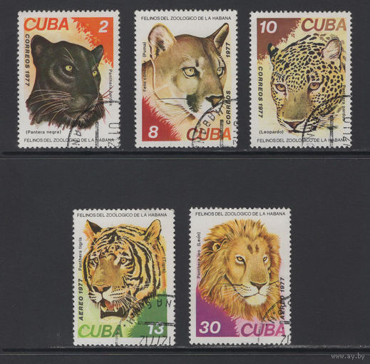 Фауна Кошки Куба 1977  Хищные кошки - Черная пантера, Пума, Леопард, Тигровая пантера, Лев #Used